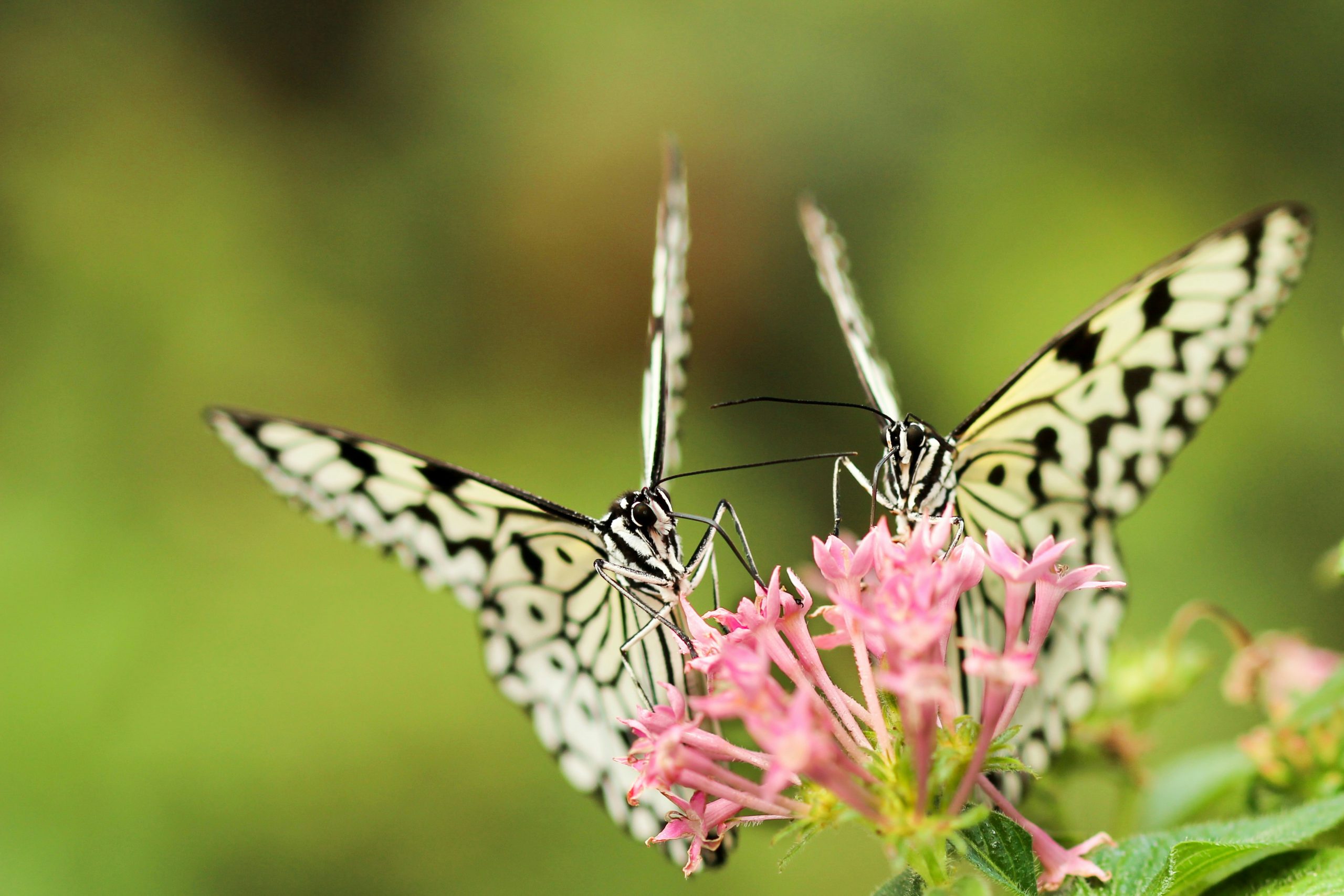 Photo by Boris Smokrovic, Unsplash